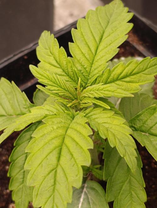 Grape Ape Marshydro. Week 3