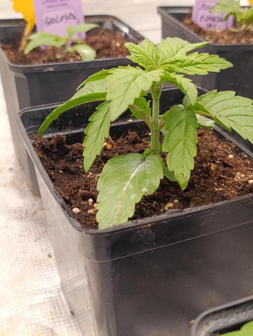 Grape Ape Marshydro. Week 3