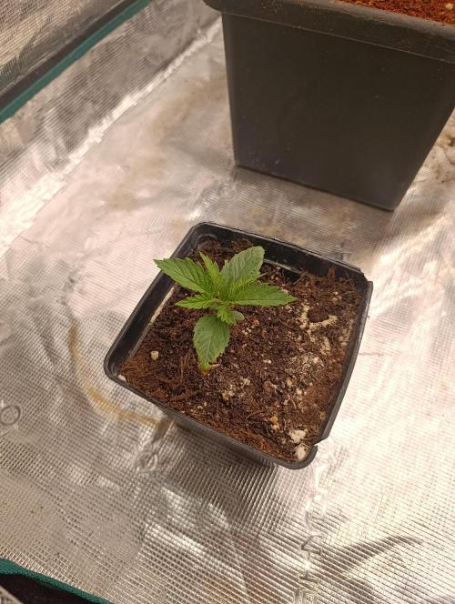 Sundae Driver Marshydro. Week 2