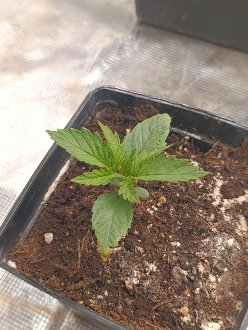 Sundae Driver Marshydro. Week 2