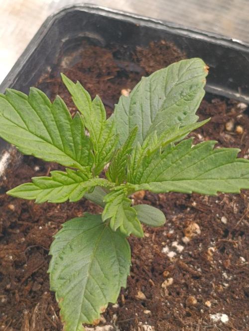 Sundae Driver Marshydro. Week 2