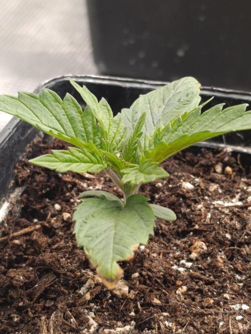 Sundae Driver Marshydro. Week 2