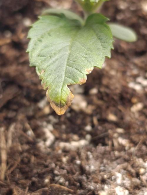 Sundae Driver Marshydro. Week 2