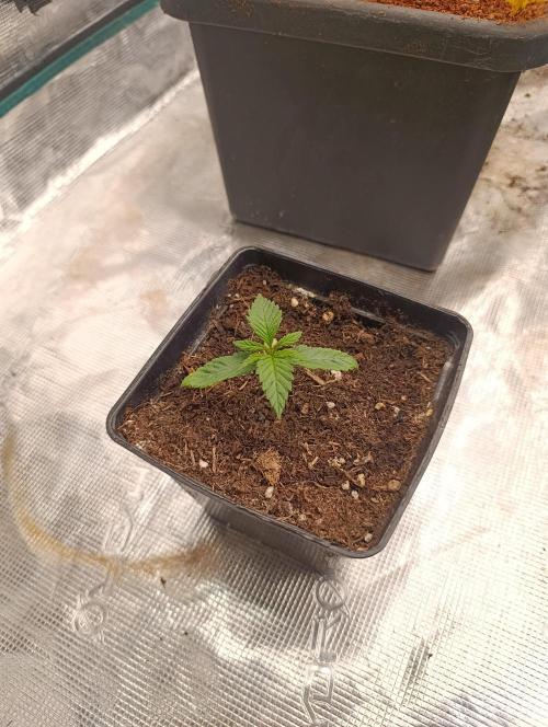 Zingatsu Xpertnutrients. Week 2