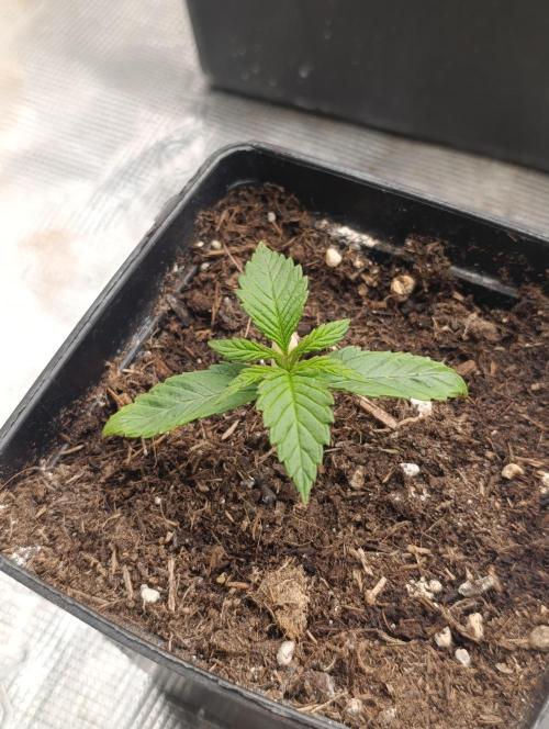 Zingatsu Xpertnutrients. Week 2