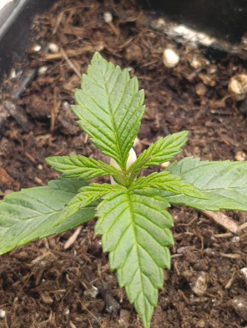 Zingatsu Xpertnutrients. Week 2