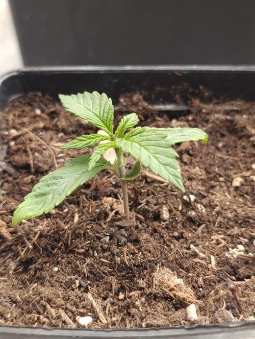 Zingatsu Xpertnutrients. Week 2