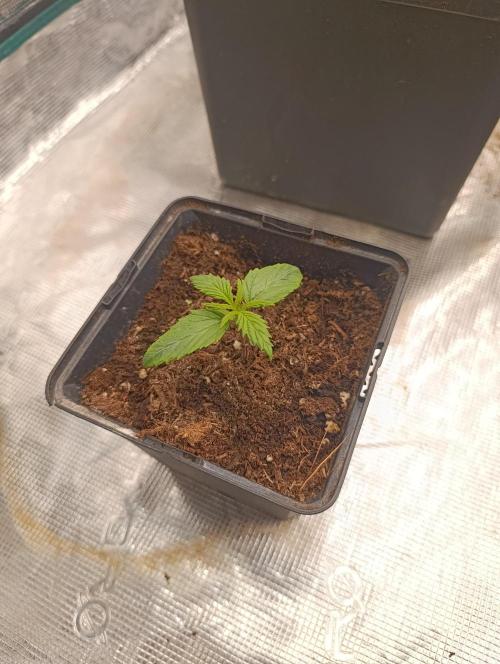 Banana Fumes. Week 2