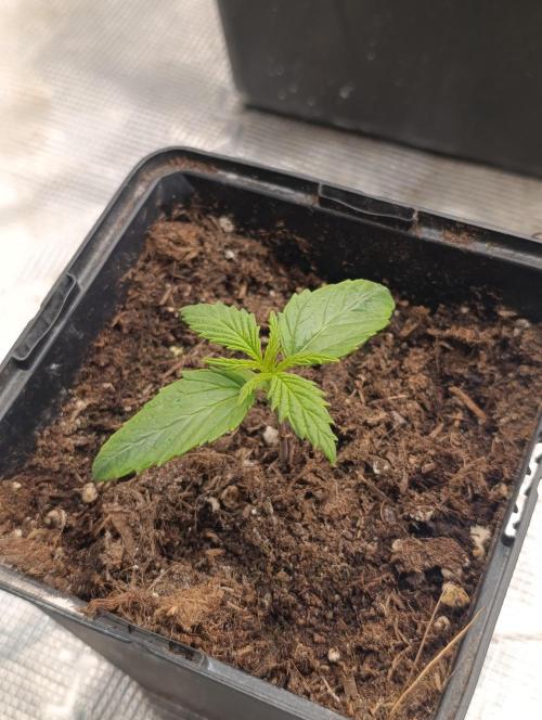 Banana Fumes. Week 2