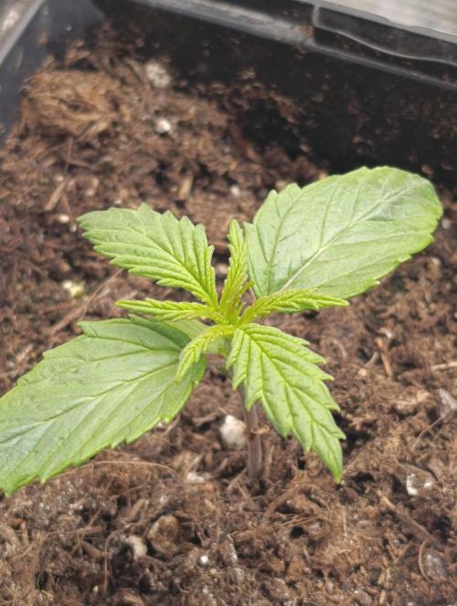 Banana Fumes. Week 2