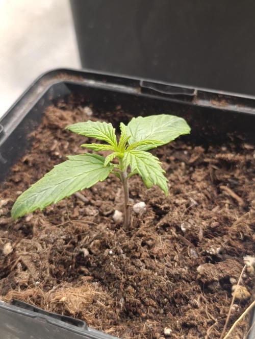 Banana Fumes. Week 2