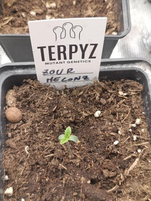 Zour MelonZ Test & Xpertnutrients. Week 1