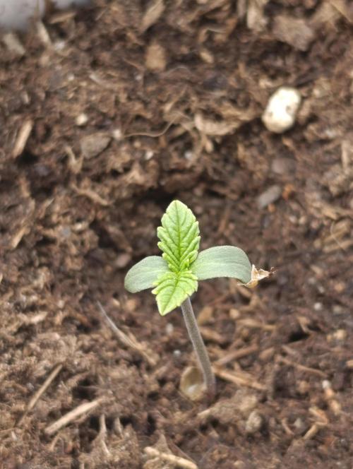 Zour MelonZ Test & Xpertnutrients. Week 1