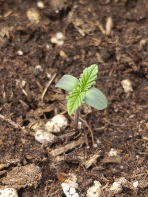 Zour MelonZ Test & Xpertnutrients. Week 1