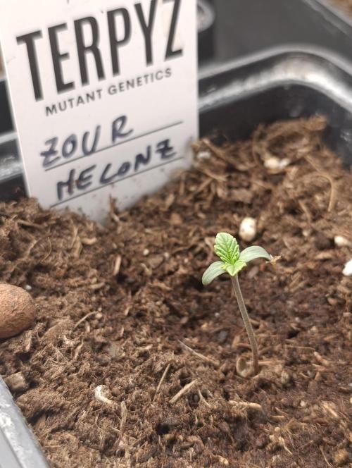 Zour MelonZ Test & Xpertnutrients. Week 1