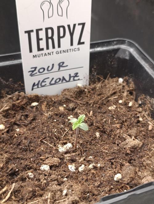 Zour MelonZ Test & Xpertnutrients. Week 1