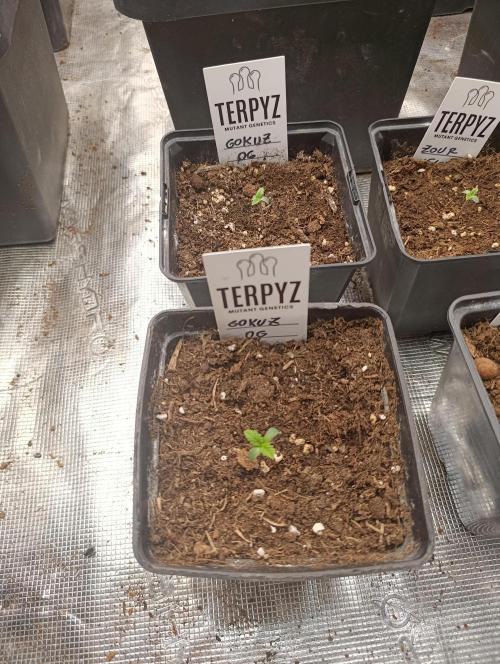 GokuZ OG Test & Marshydro. Week 1