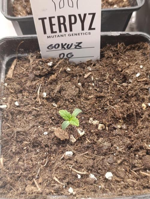 GokuZ OG Test & Marshydro. Week 1