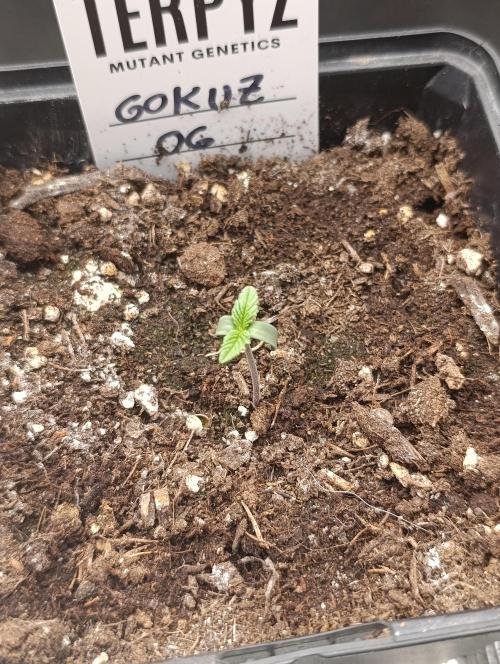 GokuZ OG Test & Marshydro. Week 1