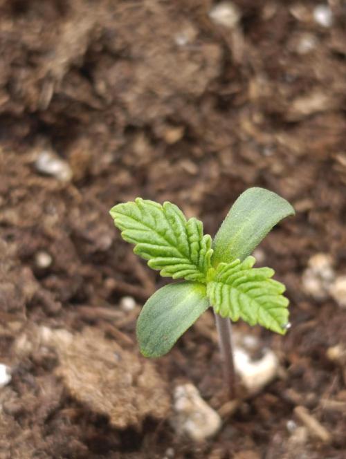 GokuZ OG Test & Marshydro. Week 1