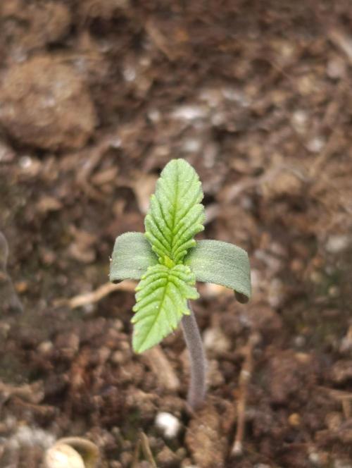 GokuZ OG Test & Marshydro. Week 1