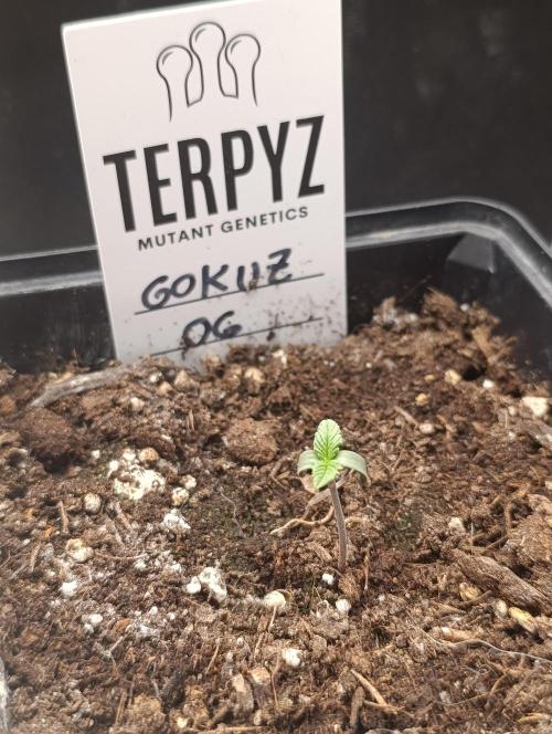 GokuZ OG Test & Marshydro. Week 1