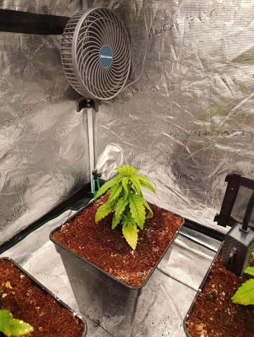 Grape Ape Marshydro. Week 4