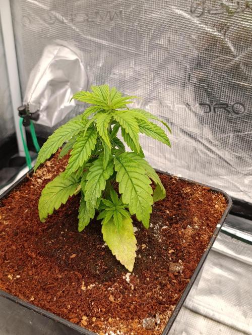 Grape Ape Marshydro. Week 4