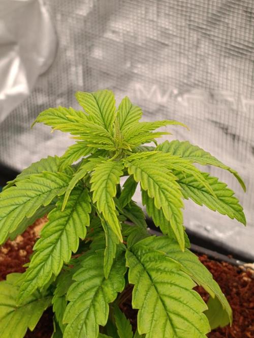 Grape Ape Marshydro. Week 4