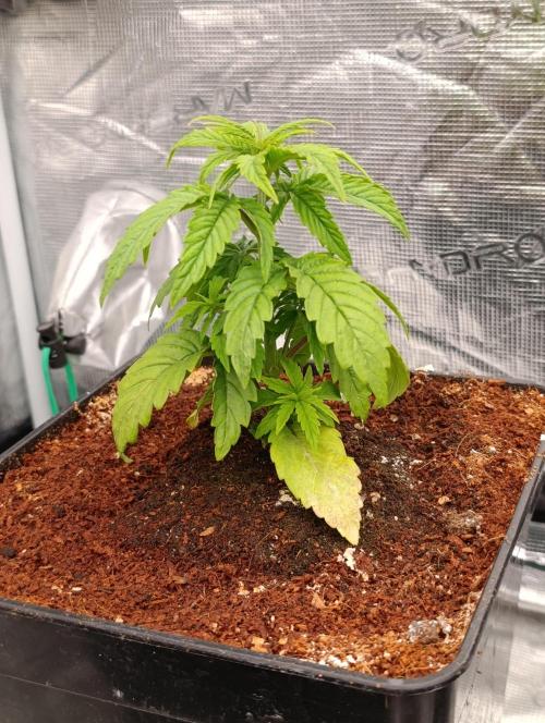 Grape Ape Marshydro. Week 4