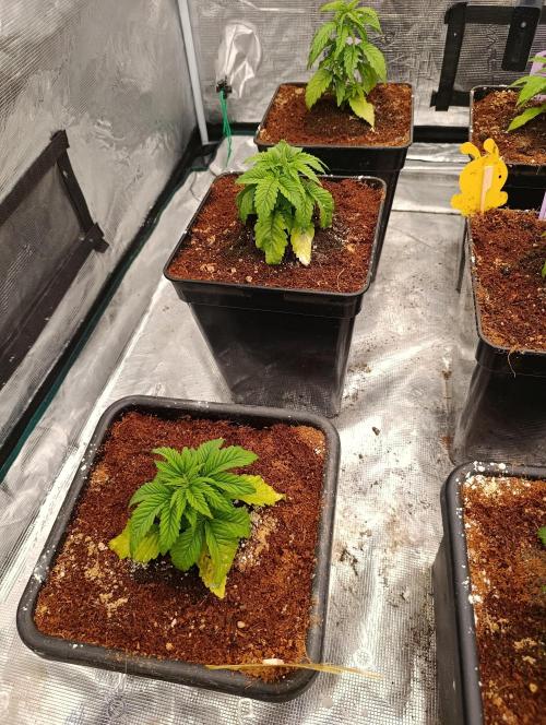 Isla Mirage Xpertnutrients. Week 4