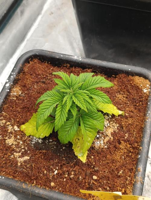 Isla Mirage Xpertnutrients. Week 4