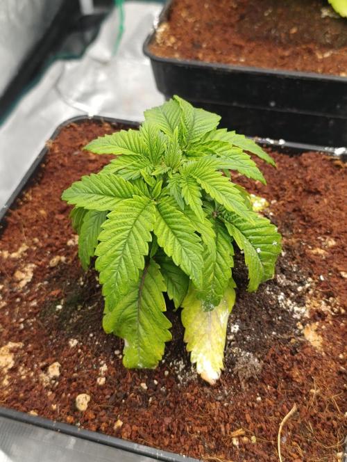 Isla Mirage Xpertnutrients. Week 4