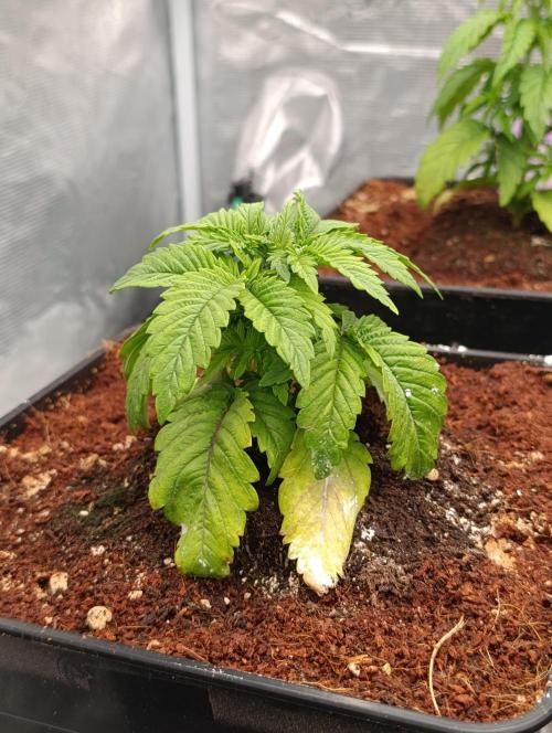 Isla Mirage Xpertnutrients. Week 4