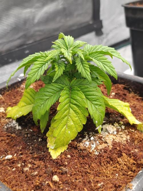 Isla Mirage Xpertnutrients. Week 4