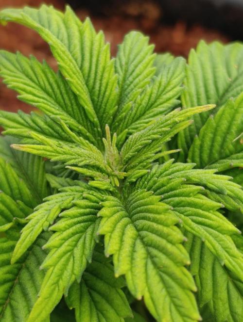 Isla Mirage Xpertnutrients. Week 4