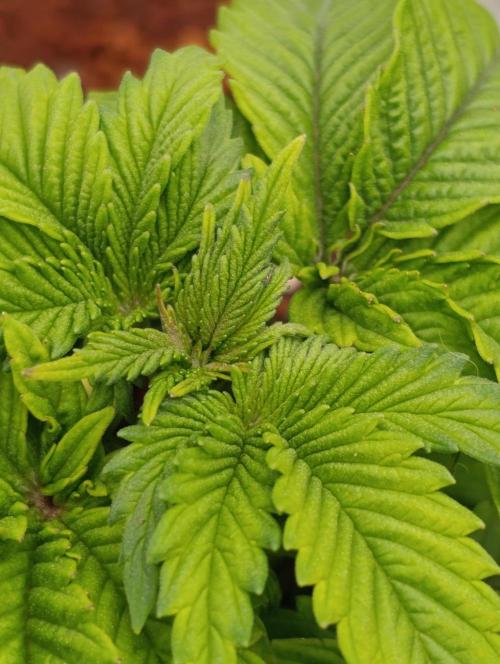 Isla Mirage Xpertnutrients. Week 4