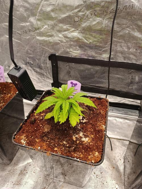 Privileged Baddie Xpertnutrients. Week 4