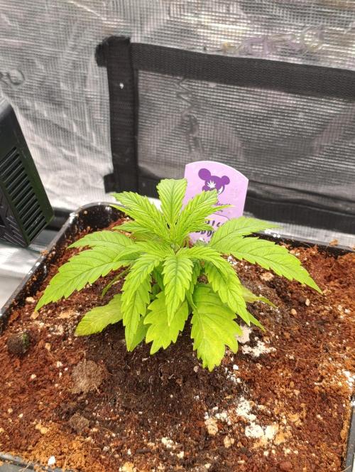 Privileged Baddie Xpertnutrients. Week 4