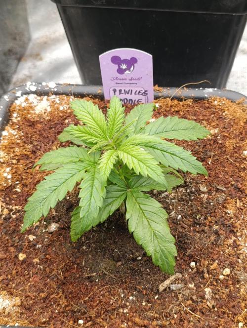 Privileged Baddie Xpertnutrients. Week 4