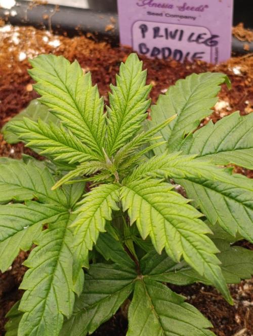 Privileged Baddie Xpertnutrients. Week 4