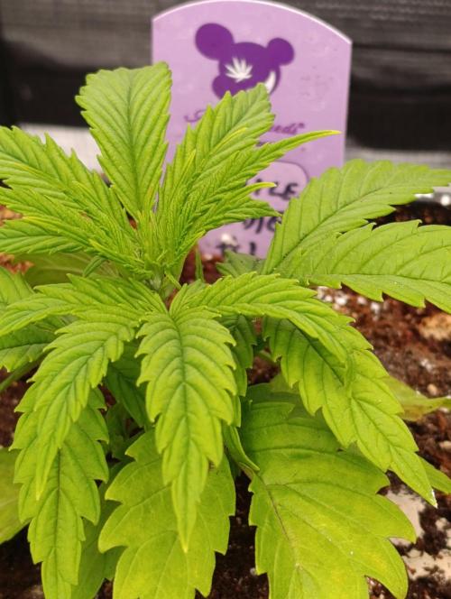 Privileged Baddie Xpertnutrients. Week 4