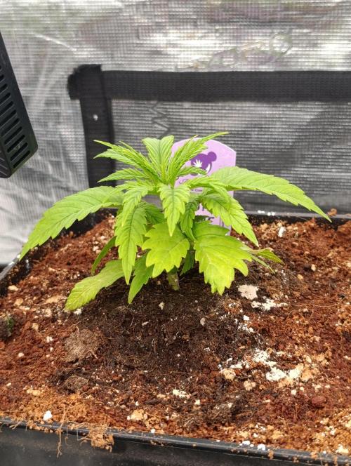 Privileged Baddie Xpertnutrients. Week 4