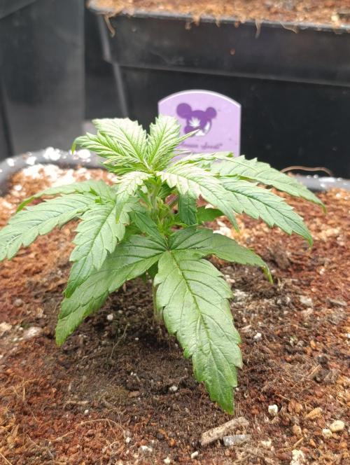 Privileged Baddie Xpertnutrients. Week 4