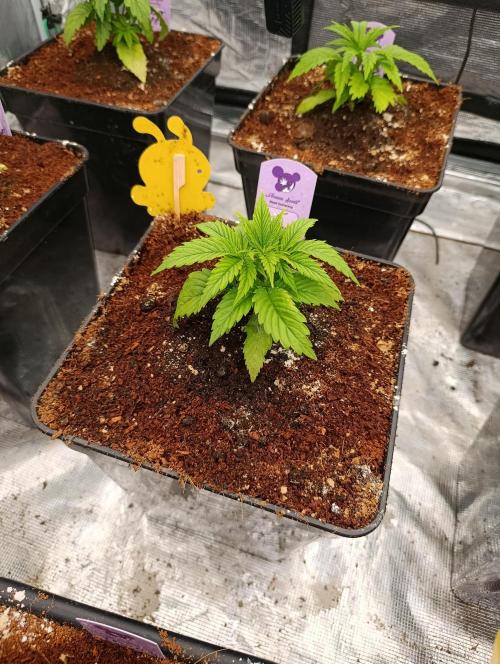 Zoomiez & Marshydro. Week 4