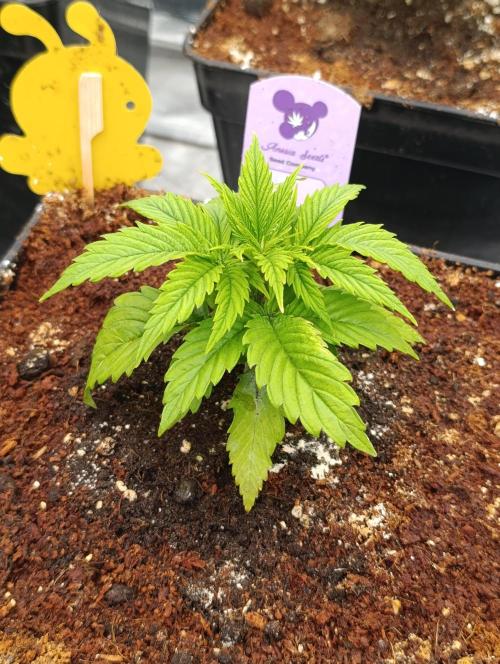 Zoomiez & Marshydro. Week 4