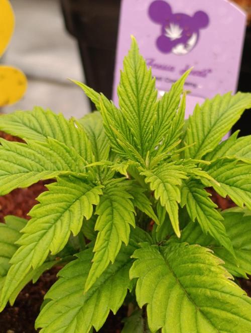 Zoomiez & Marshydro. Week 4