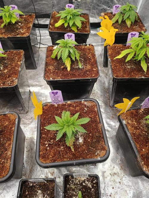 Red Banana Pudding II Marshydro. Week 4