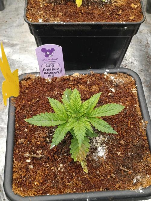 Red Banana Pudding II Marshydro. Week 4