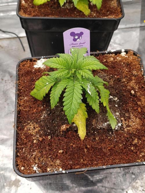 Red Banana Pudding II Marshydro. Week 4